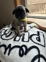 Teals yellow band girl , a female Pug for sale in Dixon Springs, TN – Photo 2 of 5