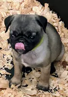 Yellow band girl REDUCED & READY! , a female Pug for sale in Dixon Springs, TN – Photo 2 of 9