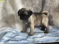 Teals Sassy yellow band girl REDUCED & READY! , a female Pug for sale in Dixon Springs, TN – Photo 4 of 8