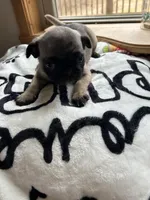 Teals yellow band girl , a female Pug for sale in Dixon Springs, TN – Photo 3 of 5