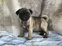 Teals Sassy yellow band girl REDUCED & READY! , a female Pug for sale in Dixon Springs, TN – Photo 1 of 8