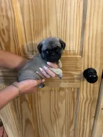 Green band boy , a male Pug for sale in Dixon Springs, TN – 2 of 5