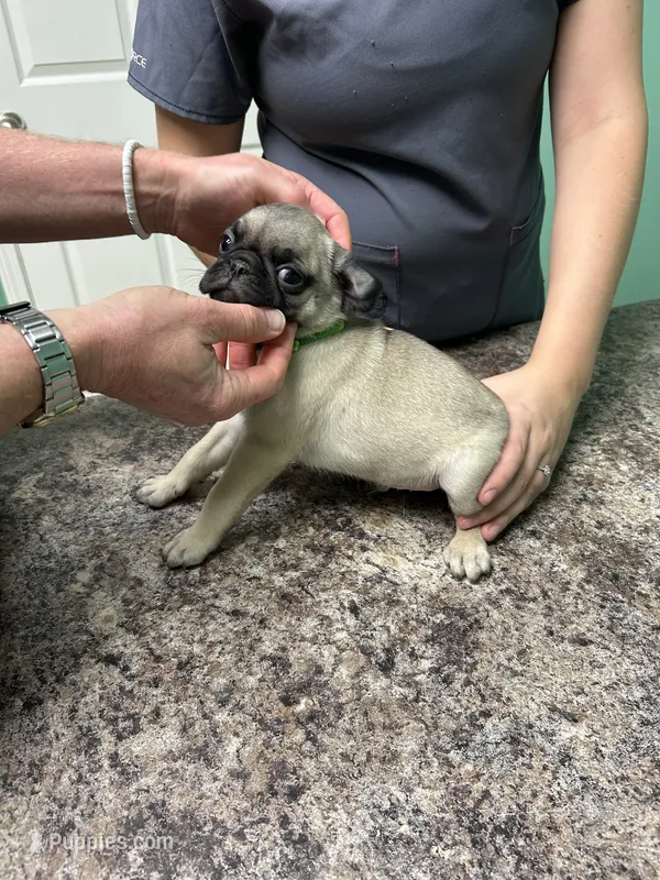 Green Band Boy ON HOLD!  – Pug puppy for sale in Dixon Springs, TN