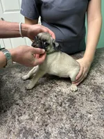 Green Band Boy Reduced! , a male Pug for sale in Dixon Springs, TN – 1 of 5