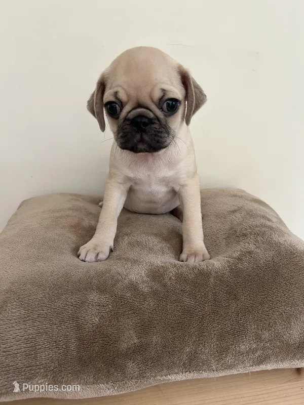 LAST ONE!!! Orange Band Boy – Pug puppy for sale in Dixon Springs, TN