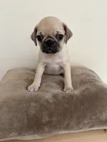 LAST ONE!!! Orange Band Boy, a male Pug for sale in Dixon Springs, TN – 1 of 8