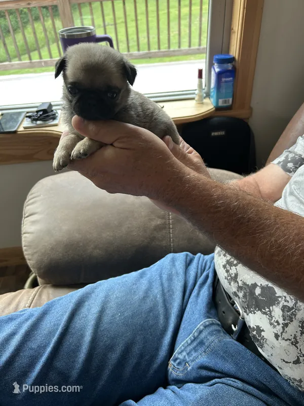 Purple band girl  – Pug puppy for sale in Dixon Springs, TN