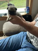 Purple band girl , a female Pug for sale in Dixon Springs, TN – 1 of 3
