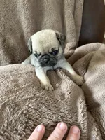 Purple Band Girl, a female Pug for sale in Dixon Springs, TN – 2 of 2