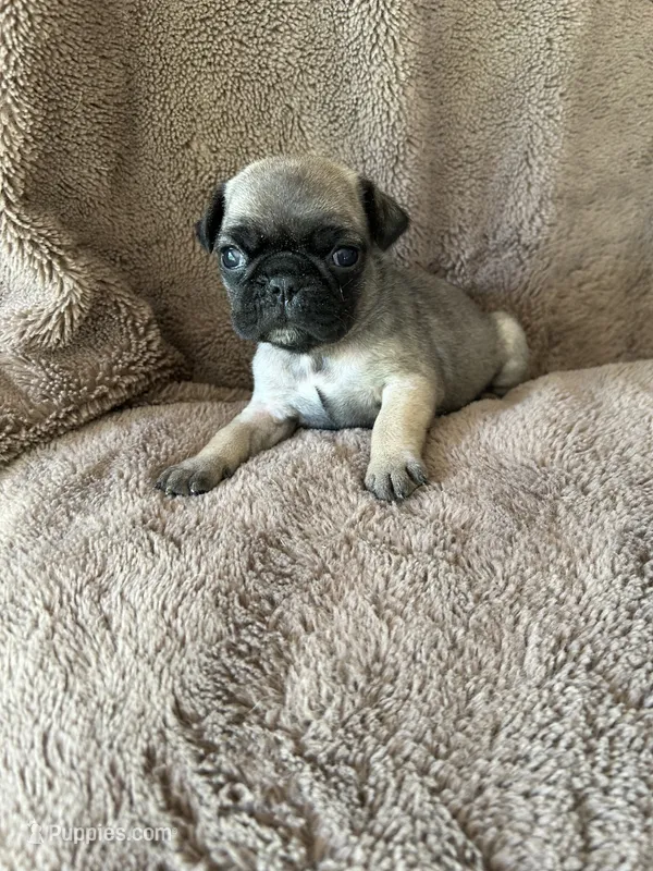 Brown Band Girl  – Pug puppy for sale in Dixon Springs, TN