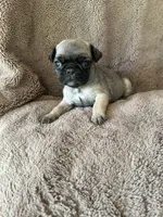Brown Band Girl , a female Pug for sale in Dixon Springs, TN – 1 of 3