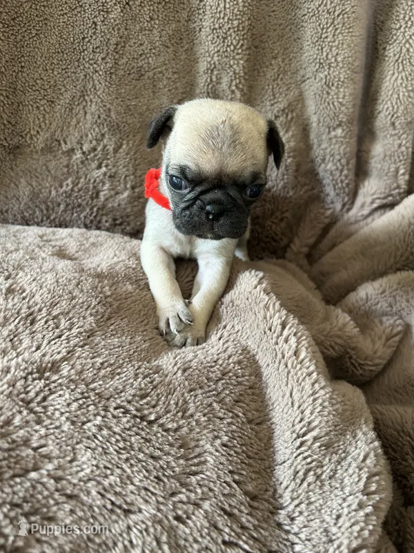 Red Band Girl – Pug puppy for sale in Dixon Springs, TN