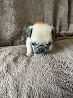 Orange Band Boy, a male Pug for sale in Dixon Springs, TN – 2 of 3