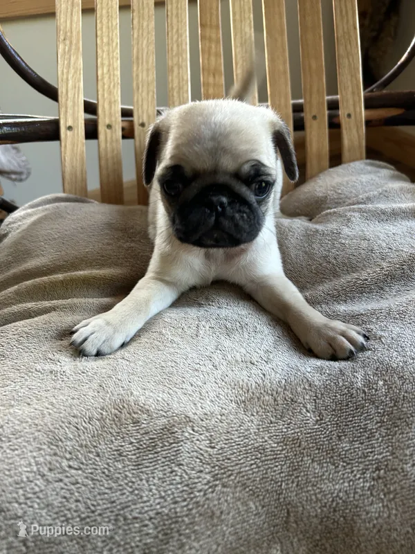 Only boy! Reserved!  – Pug puppy for sale in Dixon Springs, TN