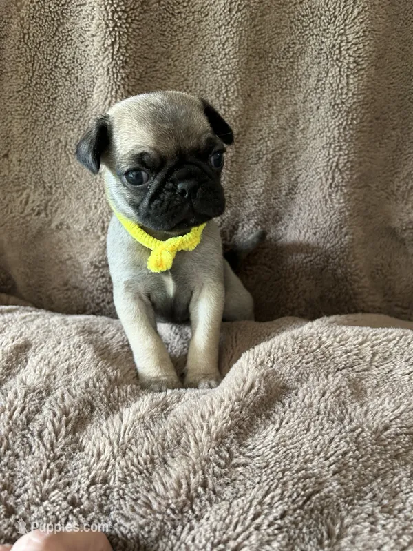 Yellow Band Girl – Pug puppy for sale in Dixon Springs, TN