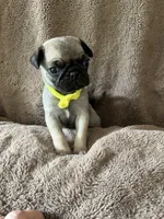 Yellow Band Girl, a female Pug for sale in Dixon Springs, TN – 1 of 3