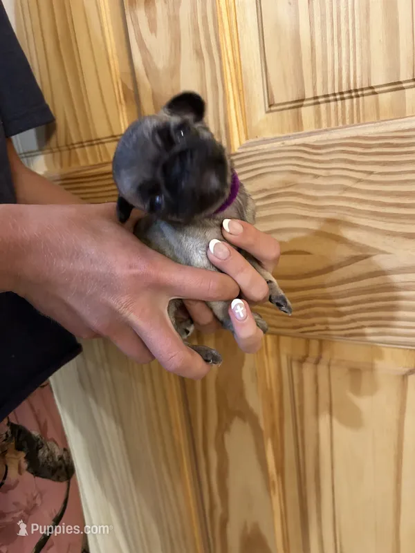 Purple band girl smallest  – Pug puppy for sale in Dixon Springs, TN