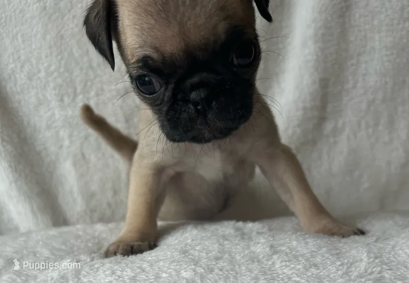 Red Band Girl – Pug puppy for sale in Dixon Springs, TN