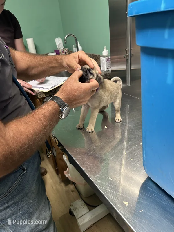 Purple band girl  – Pug puppy for sale in Dixon Springs, TN