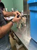 Purple band girl  Ready & Reduced! , a female Pug for sale in Dixon Springs, TN – 1 of 5