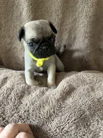 Yellow Band Girl, a female Pug for sale in Dixon Springs, TN – 2 of 3