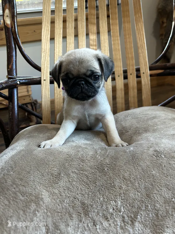 Purple band girl  Ready & Reduced!  – Pug puppy for sale in Dixon Springs, TN