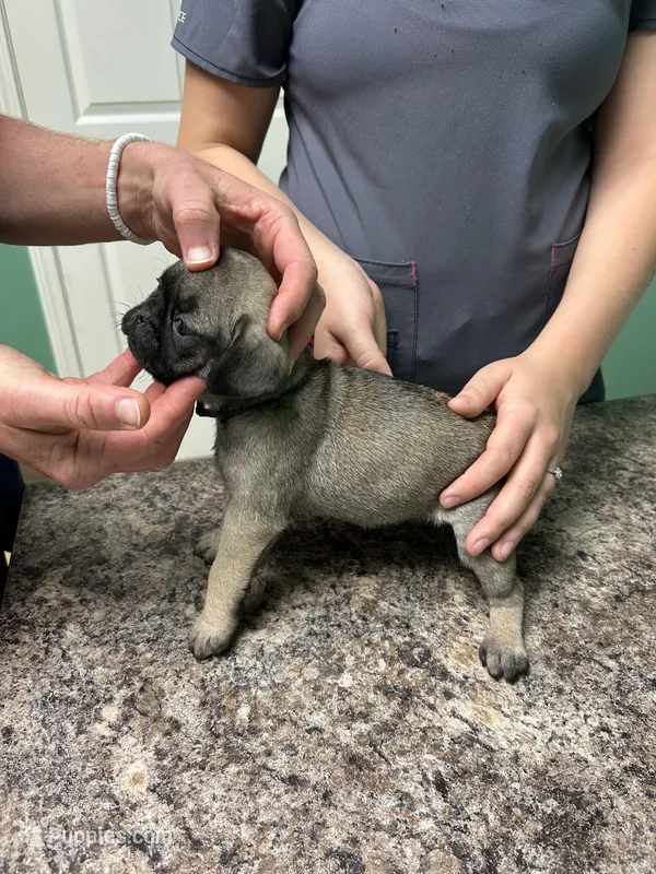 Dark Green Band Female ON HOLD  – Pug puppy for sale in Dixon Springs, TN