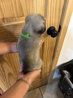 Green band boy , a male Pug for sale in Dixon Springs, TN – 3 of 5
