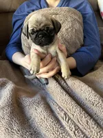 Cricketts Purple/Orange Band Girl, a female Pug for sale in Dixon Springs, TN – Photo 2 of 2