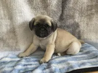 Teals Sweet Green band boy REDUCED & READY! , a male Pug for sale in Dixon Springs, TN – Photo 1 of 7