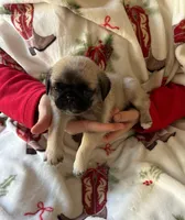 Teals Green band boy, a male Pug for sale in Dixon Springs, TN – Photo 3 of 5