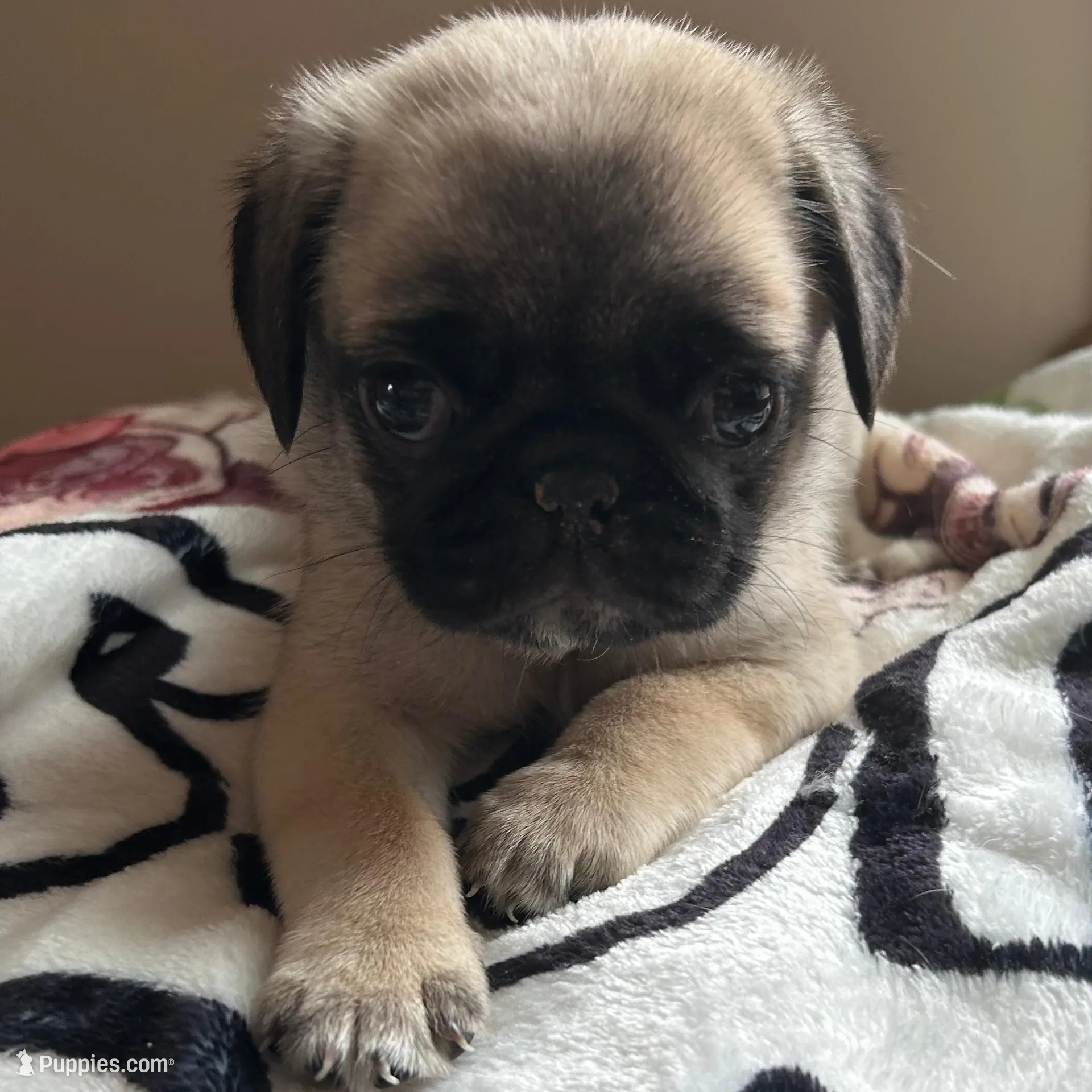 Teals Green band boy, a male Pug for sale in Dixon Springs, TN – Photo 2 of 5