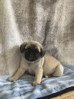 Teals Sweet Green band boy REDUCED & READY! , a male Pug for sale in Dixon Springs, TN – Photo 2 of 7
