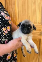Teals Green band boy, a male Pug for sale in Dixon Springs, TN – Photo 1 of 5