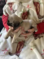 Teals Green band boy, a male Pug for sale in Dixon Springs, TN – Photo 4 of 5