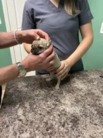 Orange Band Boy REDUCED!! , a male Pug for sale in Dixon Springs, TN – 1 of 5
