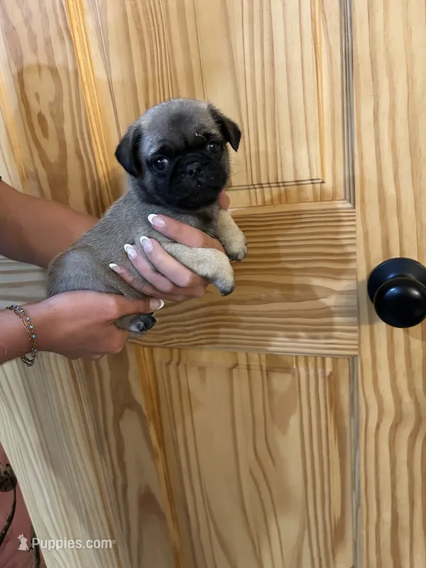 Green band boy  – Pug puppy for sale in Dixon Springs, TN