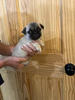 Blue band boy, a male Pug for sale in Dixon Springs, TN – 2 of 5