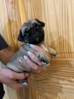 Red band girl , a female Pug for sale in Dixon Springs, TN – 1 of 5