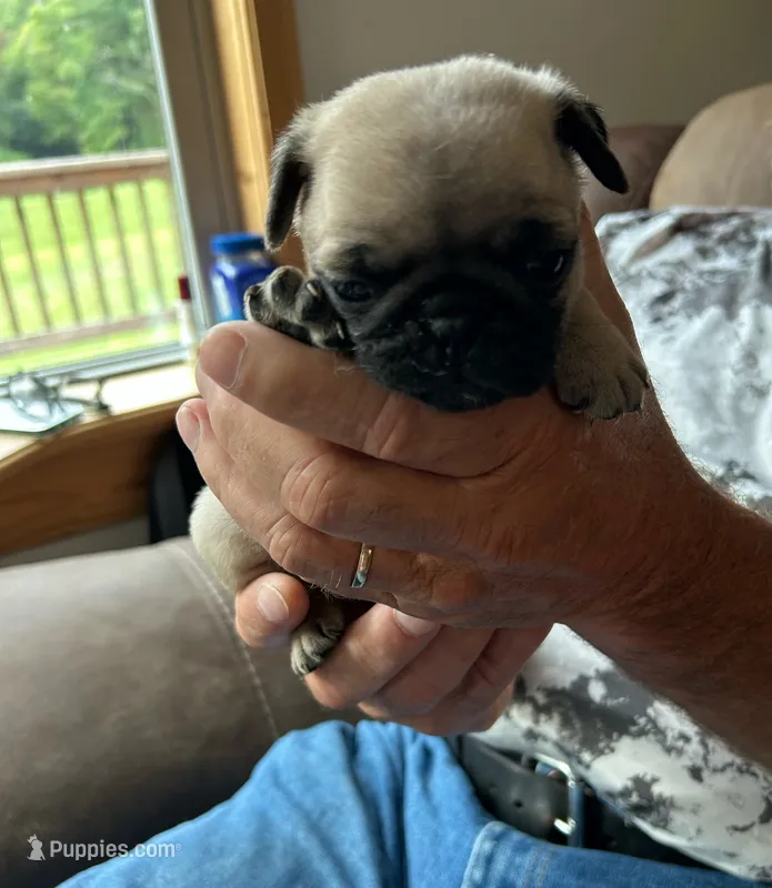 Orange band girl – Pug puppy for sale in Dixon Springs, TN