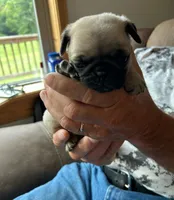 Orange band girl, a female Pug for sale in Dixon Springs, TN – 1 of 3