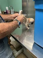 Orange band girl Ready and Reduced! , a female Pug for sale in Dixon Springs, TN – 2 of 7