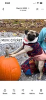 Yellow band girl Ready & Reduced! , a female Pug for sale in Dixon Springs, TN – 5 of 8