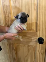 Blue band boy, a male Pug for sale in Dixon Springs, TN – 3 of 5