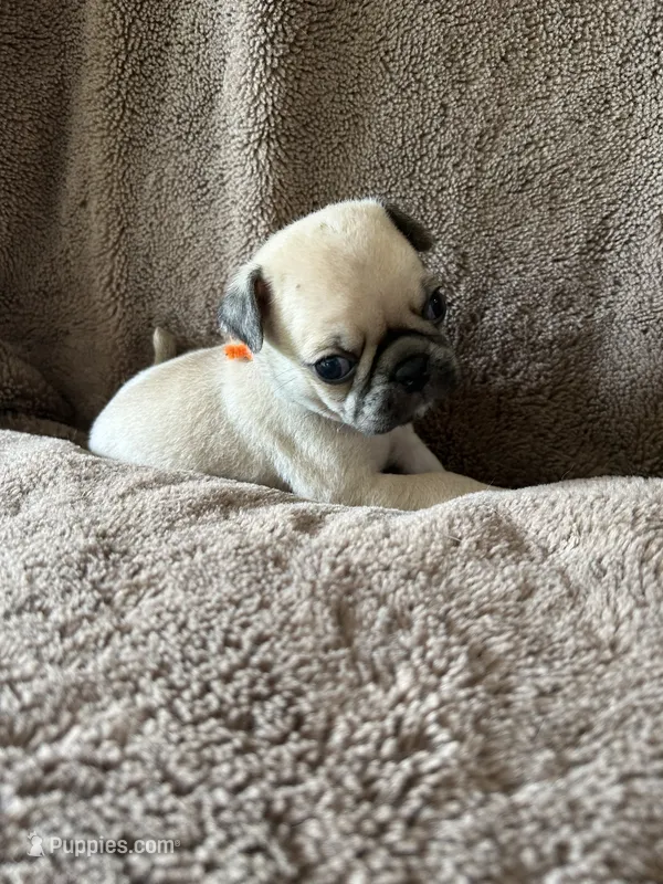 Orange Band Boy – Pug puppy for sale in Dixon Springs, TN