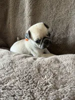 Orange Band Boy, a male Pug for sale in Dixon Springs, TN – 1 of 3