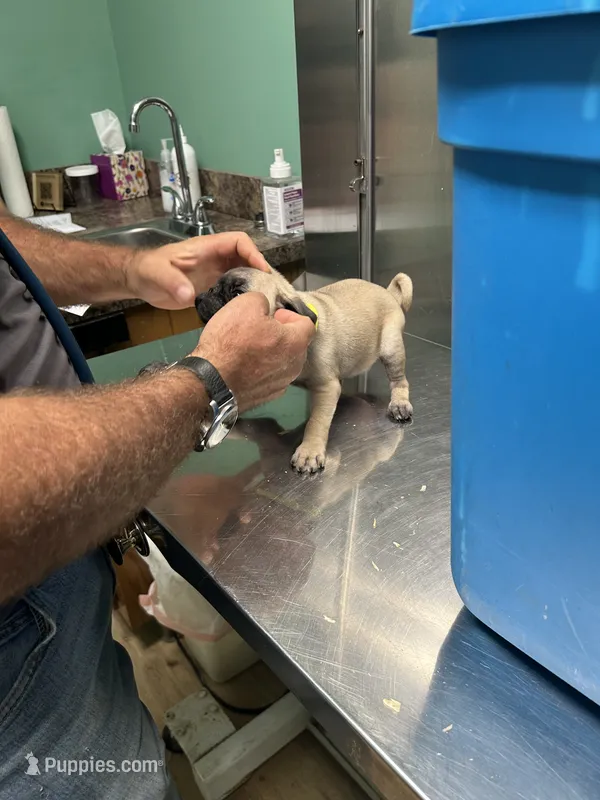Yellow band girl  – Pug puppy for sale in Dixon Springs, TN