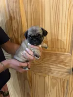 Red band girl , a female Pug for sale in Dixon Springs, TN – 3 of 5