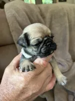 Gray Band Girl , a female Pug for sale in Dixon Springs, TN – 3 of 3
