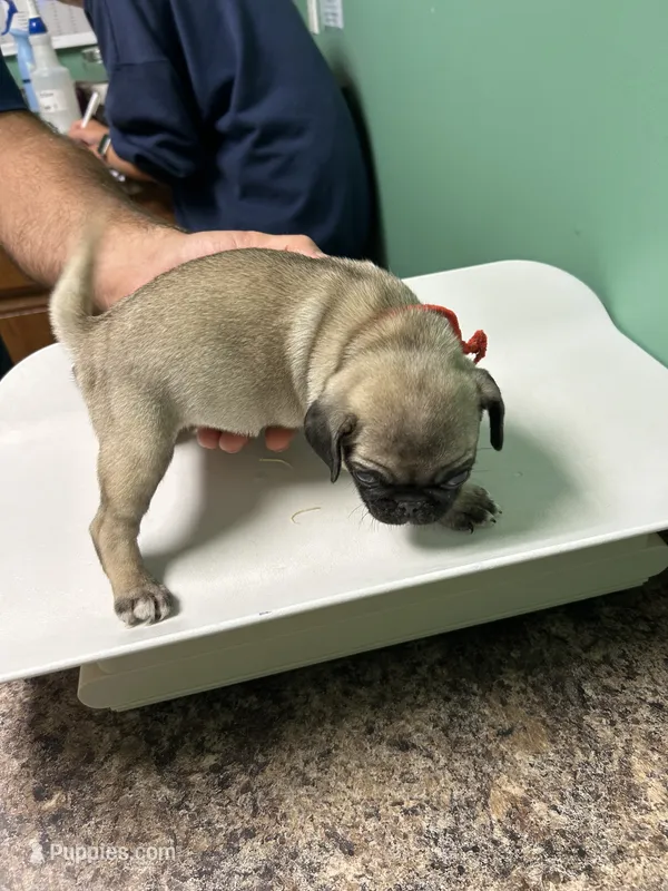 Red band girl  – Pug puppy for sale in Dixon Springs, TN